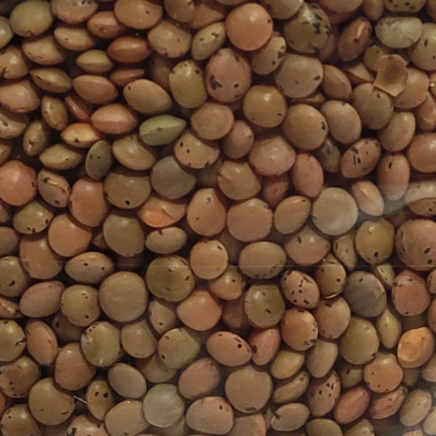 braune Berglinsen 500g